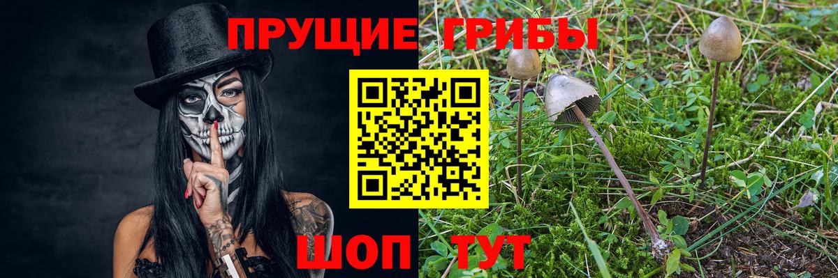 Галлюциногенные грибы прущие грибы  Брянск 